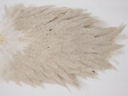 WHS8 Whiting Wet Fly Hen Saddle Pale Watery Dun