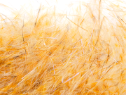 Senyo's Dirty  Bird Dubbing- Dijon