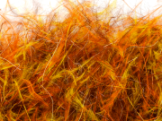 Senyo's Dirty  Bird Dubbing- Halloween