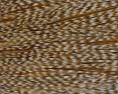 Whiting Dun Cree Hackle